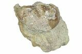 Rare, Fossil Ptychopyge Trilobite - St Petersburg, Russia #363261-1